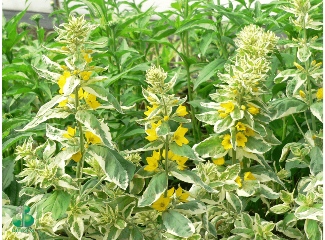 Lysimachia punctata   'Alexander'